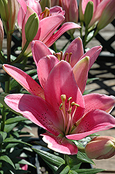 Turandot Lily (Lilium 'Turandot') at A Very Successful Garden Center