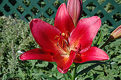 Red Planet Lily (Lilium 'Red Planet') at A Very Successful Garden Center