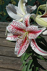 Tiger Woods Lily (Lilium 'Tiger Woods') at A Very Successful Garden Center