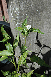 Senegal Tea Plant (Gymnocoronis spilanthoides) at Lakeshore Garden Centres