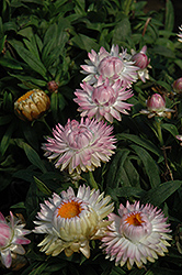 Dreamtime Jumbo Light Pink Strawflower (Bracteantha bracteata 'Dreamtime Jumbo Light Pink') at Lakeshore Garden Centres