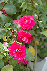 Fiesta Rose Double Impatiens (Impatiens 'Fiesta Rose') at A Very Successful Garden Center
