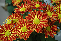 Baton Rouge Chrysanthemum (Chrysanthemum 'Baton Rouge') at Lakeshore Garden Centres