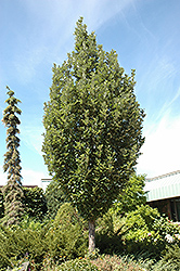 Crimson Spire Oak (Quercus 'Crimschmidt') at A Very Successful Garden Center