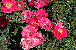 Flower Carpet Pink Supreme Rose (Rosa 'Flower Carpet Pink Supreme') at Lakeshore Garden Centres