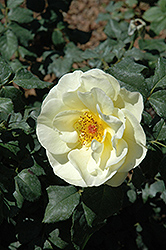 High Voltage Rose (Rosa 'BAIage') at A Very Successful Garden Center