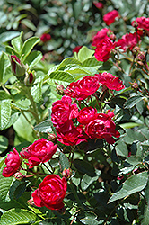 Northern Accents Sigrid Rose (Rosa 'Sigrid') at Lakeshore Garden Centres