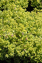 Golden Elf Spirea (Spiraea japonica 'Golden Elf') at A Very Successful Garden Center