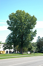 Siouxland Poplar (Populus deltoides 'Siouxland') at Stonegate Gardens