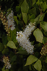 Sugartina Crystalina Summersweet (Clethra alnifolia 'Crystalina') at A Very Successful Garden Center