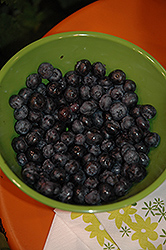 Peach Sorbet Blueberry (Vaccinium 'ZF06-043') at A Very Successful Garden Center