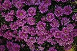 Pink Henry Aster (Symphyotrichum 'Pink Henry') at A Very Successful Garden Center