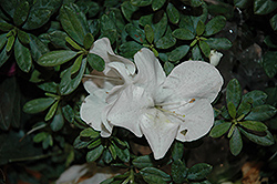 Bloom-A-Thon White Azalea (Rhododendron 'RLH1-3P3') at A Very Successful Garden Center