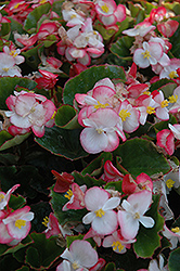 Super Olympia Bicolor Begonia (Begonia 'Super Olympia Bicolor') at Lakeshore Garden Centres