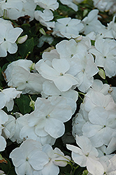 Super Elfin XP White Impatiens (Impatiens walleriana 'Super Elfin XP White') at A Very Successful Garden Center