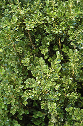 Cranberry Creek Boxwood (Buxus 'Cranberry Creek') at A Very Successful Garden Center
