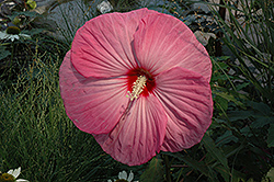 Party Favor Hibiscus (Hibiscus 'Party Favor') at Stonegate Gardens
