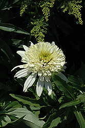 Cone-fections Meringue Coneflower (Echinacea 'Meringue') at A Very Successful Garden Center