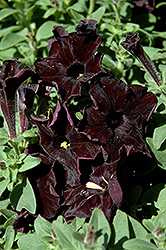 Black Velvet Petunia (Petunia 'Black Velvet') at A Very Successful Garden Center