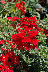 Tukana Scarlet Star Verbena (Verbena 'Tukana Scarlet Star') at A Very Successful Garden Center