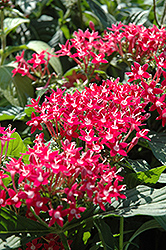 Butterfly Pink Star Flower (Pentas lanceolata 'Butterfly Pink') at A Very Successful Garden Center