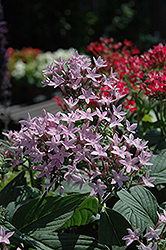 Butterfly Blue Star Flower (Pentas lanceolata 'Butterfly Blue') at Lakeshore Garden Centres
