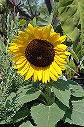 Miss Sunshine Annual Sunflower (Helianthus annuus 'Miss Sunshine') at A Very Successful Garden Center