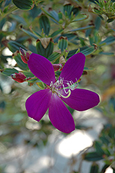 Glory Bush (Tibouchina lepidota) at A Very Successful Garden Center