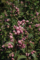Sweet Snowberry (Symphoricarpos x doorenbosii 'Kolmagics') at A Very Successful Garden Center