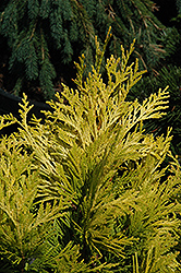 Forever Goldy Arborvitae (Thuja plicata '4ever') at Lakeshore Garden Centres