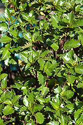 Emerald Magic Meserve Holly (Ilex x meserveae 'Willemer') at Lakeshore Garden Centres