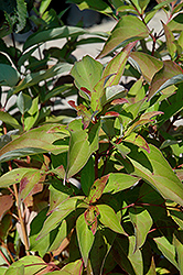 Irish Setter Gray Dogwood (Cornus racemosa 'Irish Setter') at A Very Successful Garden Center