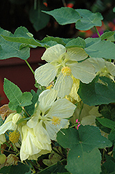 Bella Vanilla Flowering Maple (Abutilon 'Bella Vanilla') at A Very Successful Garden Center