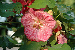 Bella Pink Flowering Maple (Abutilon 'Bella Pink') at Stonegate Gardens