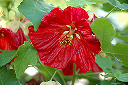 Bella Red Flowering Maple (Abutilon 'Bella Red') at A Very Successful Garden Center