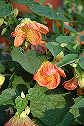 Lucky Lantern Tangerine Abutilon (Abutilon 'NUABTANG') at A Very Successful Garden Center