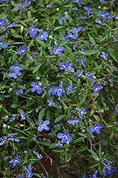 Cobalt Star Lobelia (Lobelia erinus 'Weslocostar') at A Very Successful Garden Center