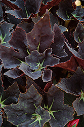 Black Fancy Begonia (Begonia 'Black Fancy') at A Very Successful Garden Center