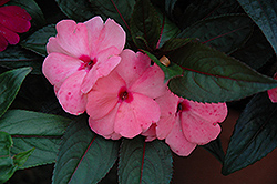 Magnum Pink New Guinea Impatiens (Impatiens 'Magnum Pink') at A Very Successful Garden Center