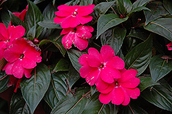 Celebrette Hot Pink New Guinea Impatiens (Impatiens 'Balcebhopi') at A Very Successful Garden Center
