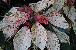 Jacob's Coat (Acalypha wilkesiana) at A Very Successful Garden Center