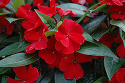 Celebration Deep Red New Guinea Impatiens (Impatiens hawkeri 'BFP-523 Deep Red') at A Very Successful Garden Center