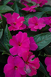 ColorPower Violet New Guinea Impatiens (Impatiens hawkeri 'KLENI05079') at A Very Successful Garden Center