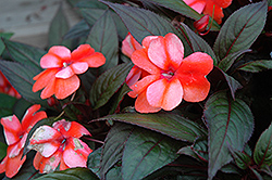 ColorPower Orange Flame New Guinea Impatiens (Impatiens hawkeri 'KLENI05081') at A Very Successful Garden Center