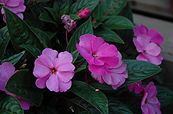 ColorPower Dark Pink New Guinea Impatiens (Impatiens hawkeri 'ColorPower Dark Pink') at A Very Successful Garden Center