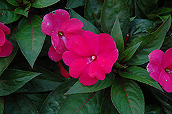 ColorPower Dark Red New Guinea Impatiens (Impatiens hawkeri 'KLENI15142') at A Very Successful Garden Center