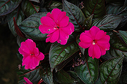 Harmony Violet New Guinea Impatiens (Impatiens hawkeri 'Harmony Violet') at The Mustard Seed
