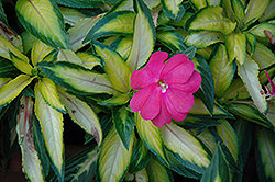 Strike Pink New Guinea Impatiens (Impatiens hawkeri 'Strike Pink') at A Very Successful Garden Center