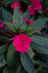 Petticoat Hot Rose New Guinea Impatiens (Impatiens 'Petticoat Hot Rose') at A Very Successful Garden Center