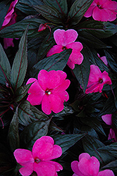 Petticoat Pink Night New Guinea Impatiens (Impatiens 'Petticoat Pink Night') at A Very Successful Garden Center